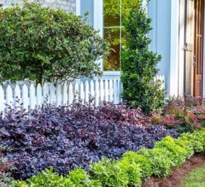 Mixed garden border along white picket fence includes Mojo Pittosporum in front, Purple Diamond in middle and Obsession Nandina abutting a cement porch