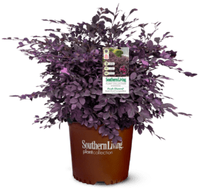 Purple Diamond Loropetalum in Southern Living Plant Collection brown pot