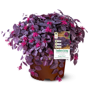 Purple Pixie Loropetalum clipped and potted in Southern Living Pot with tag