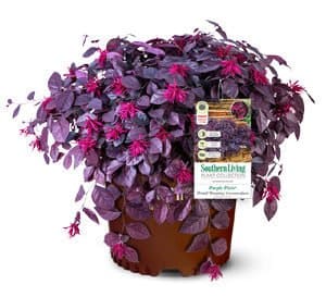 Purple Pixie Loropetalum clipped and potted in Southern Living Pot with tag