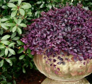 Purple Pixie Loropetalum in decorative container with rich purple foliage.