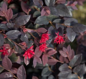 Red foliage and bloom close-up of Loropetalum Red Diamond