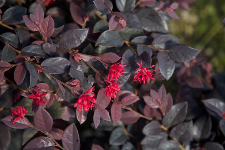 Red foliage and bloom close-up of Loropetalum Red Diamond