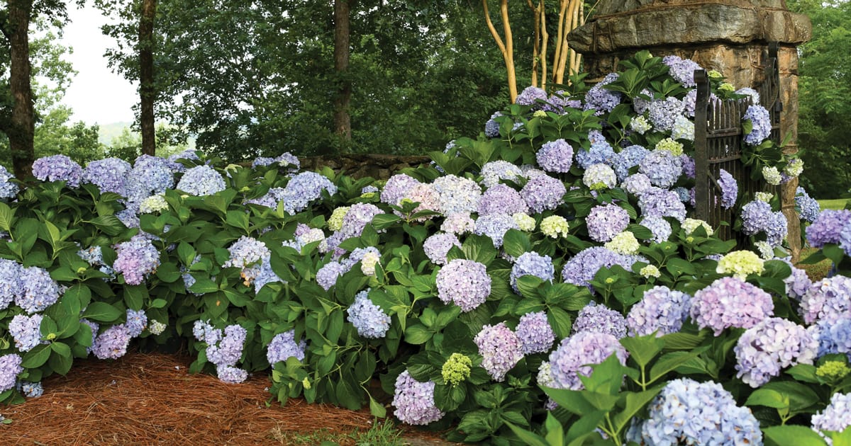 Southern Living blue Hydrangeas bloom prolifically in a loosely arranged hedge with a stone garden shed in background