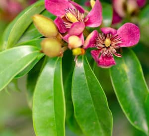 Pinkish to ruby banana scented flowers appear in late spring and are scattered into the summer and early fal