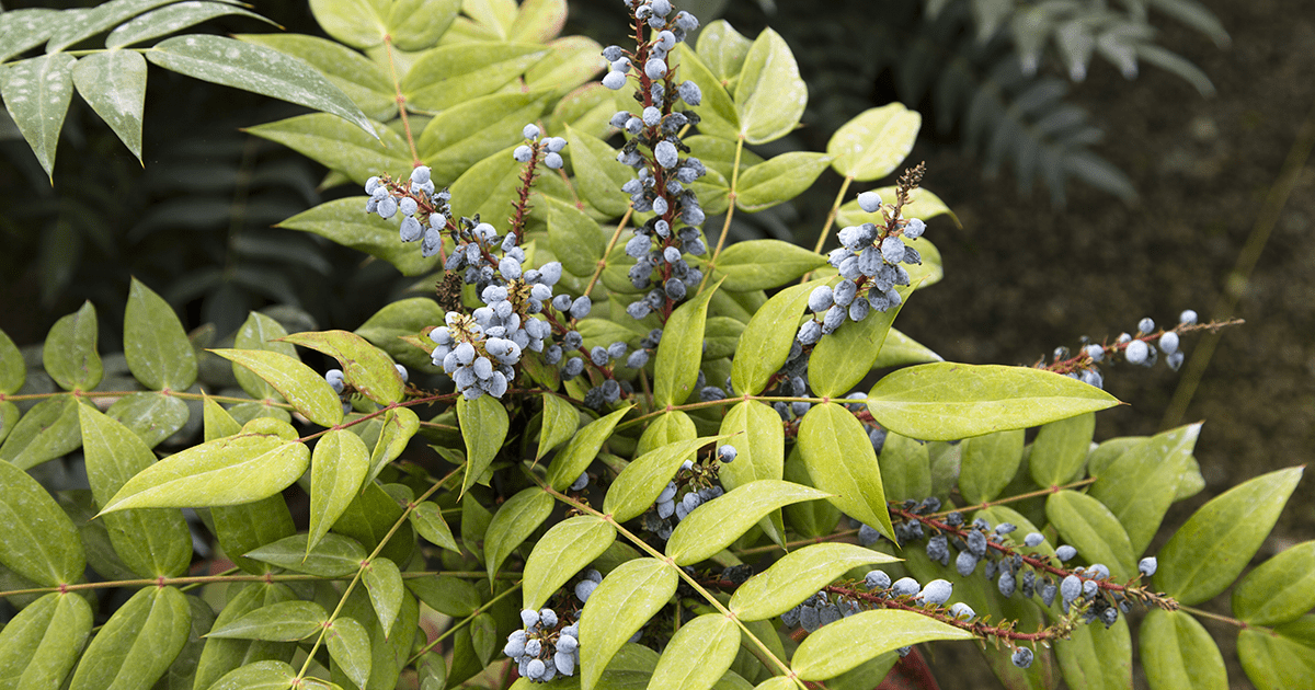 Blue berries of Mahonia Marvel are sure to impress the birds.