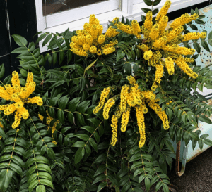 Marvel Mahonia in full bloom; bright yellow calyxes hang beautifully over holly-shaped leaves