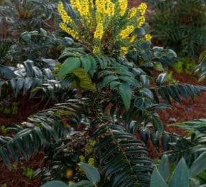 Marvel Mahonia in yard landscape with green foliage and bright yellow flowers.