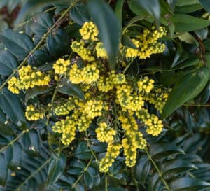 Marvel Mahonia with bright yellow flowers surrounded by green foliage.