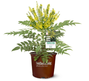 Marvel Mahonia with emerald green leaves and bright-yellow flowers in Southern Living Plant Collection brown pot
