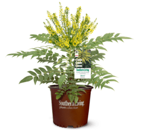 Marvel Mahonia with emerald green leaves and bright-yellow flowers in Southern Living Plant Collection brown pot