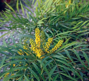Soft Caress Mahonia with emerald green leaves and bright-yellow flowers