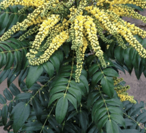 Soft Caress Mahonia, emerald green leaves with yellow flowers