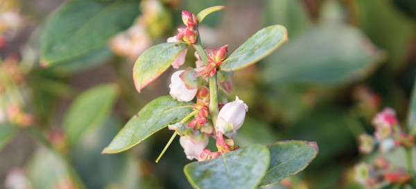 As with many fruiting plants, the date a blueberry shrub will burst into spring bloom is triggered by how many hours of cold temperatures it experienced over winter. 