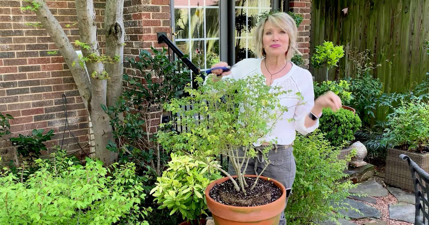 Linda Vater pruning her Southern Living plants in her garden