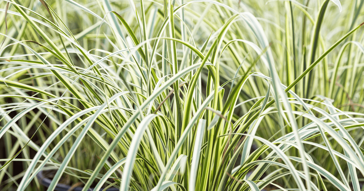Milky Way™ Dietes with arching green and cream variegated foliage, creating soft texture and drought-tolerant interest in a garden landscape