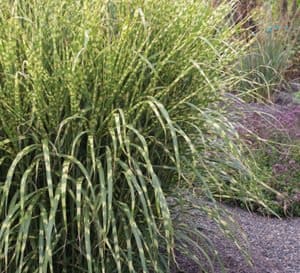 Large clump of grass-like foliage with green and yellow variegation