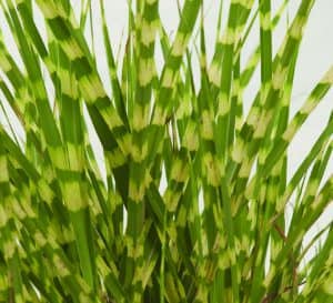 Miscanthus Gold Breeze Grass