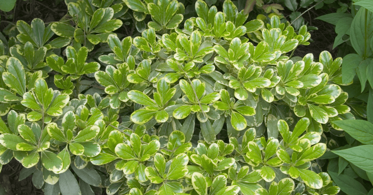 Variegated Pittosporum shrub with glossy green leaves edged in creamy white, forming dense evergreen foliage in a landscape setting.