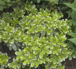 Mojo Pittosporum, light green evergreen leaves trimmed in cream