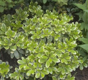 pittosporum mojo variegated dwarf evergreen shrub plant shrubs evergreens gal siteone tobira bushes cni