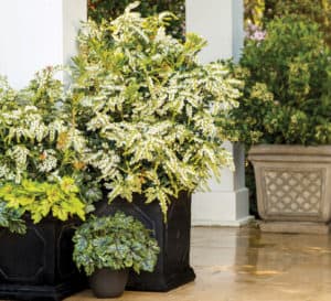 Potted Snow Mountain Pieris in patio landscape with bell-shaped white blooms and green foliage.