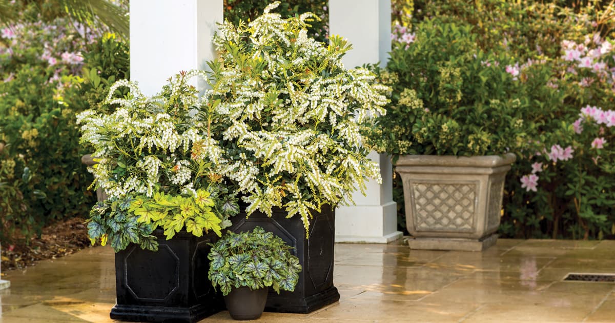 Potted Snow Mountain Pieris in patio landscape with bell-shaped white blooms and green foliage.