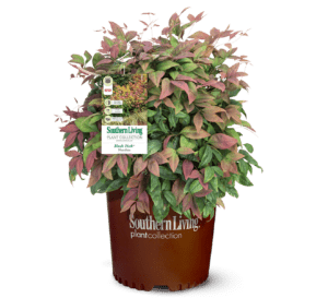 Blush Pink Nandina, light green leaves with tips the color of blush pink in Southern Living Plant Container brown pot