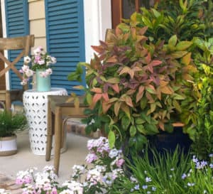 Blush Pink Nandina with blush colored young foliage and deep green mature foliage potted in patio landscape.