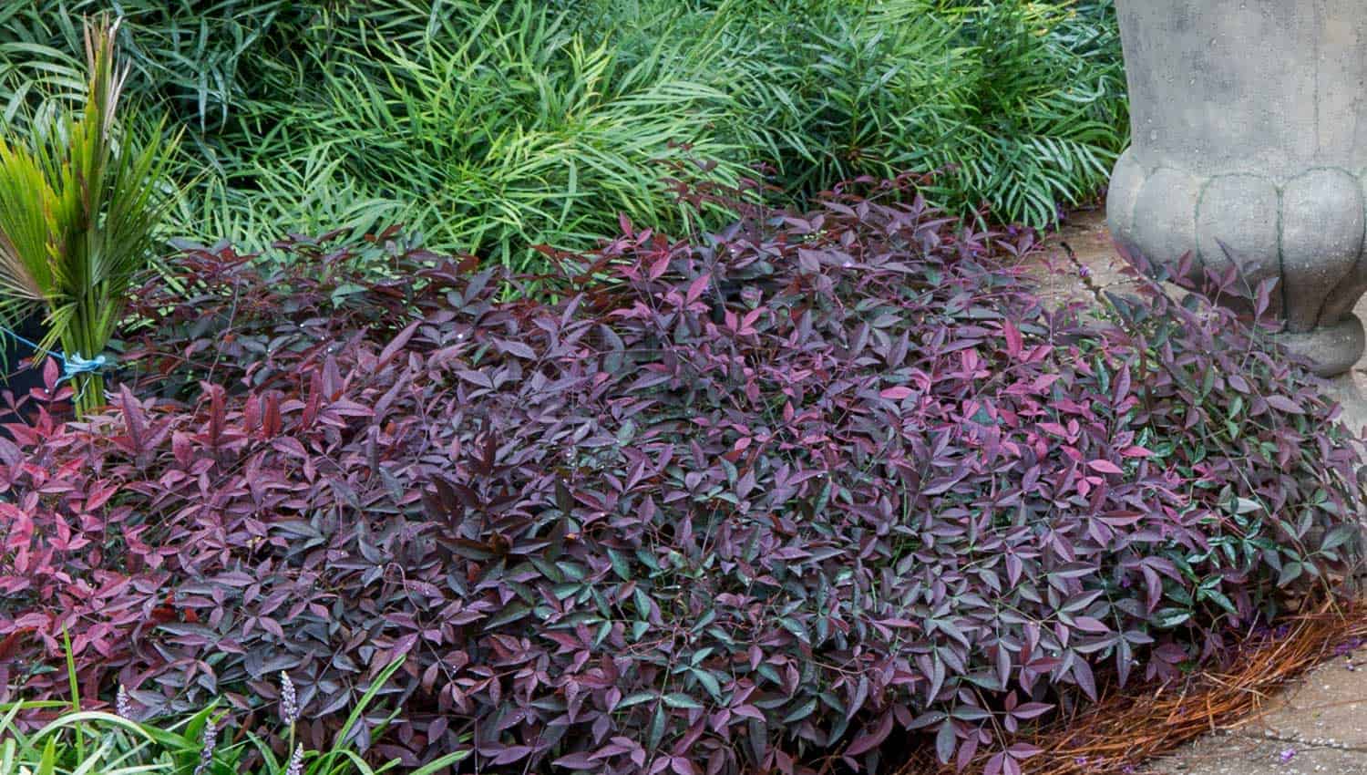 A bed of green and purple-red-hued foliage of Flirt Nandina