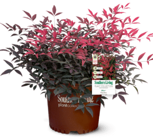 Flirt Nandina in brown Southern Living Plant Collection Pot with tag
