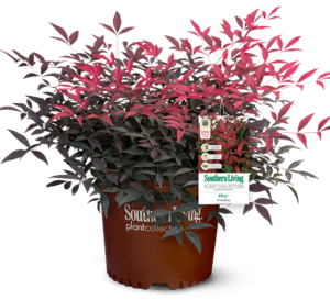 Flirt Nandina in brown Southern Living Plant Collection Pot with tag
