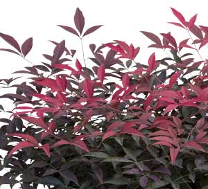 Stunning, deep red, new growth accentuates the evergreen leaves of this nandina