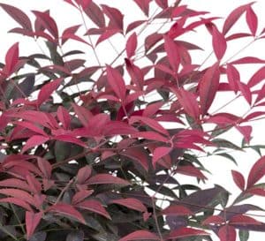 Stunning, deep red, new growth accentuates the evergreen leaves of this nandina