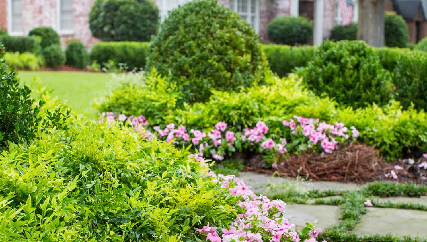 Entryway garden bed features Lemon-Lime Nandina, Boxwood and pink annuals around a slate walking path