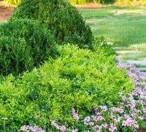 Lemon-Lime Nandina garden accented with rounded Baby Gem Boxwood shrubs and pink annual color