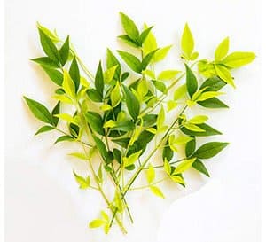 Lemon-Lime Nandina foliage clippings in bright chartreuse green and dark green against white background
