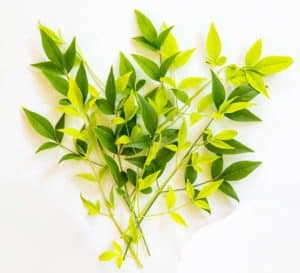 Lemon-Lime Nandina foliage clippings in bright chartreuse green and dark green against white background