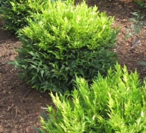 Three round Lemon-Lime Nandina shrubs planted in a garden mulched with red pine straw
