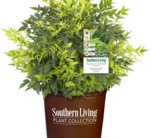 Lemon-Lime Nandina in a brown Southern Living pot on a white background