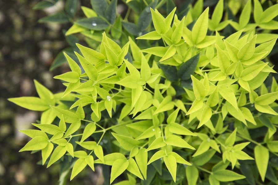 Southern Living Lemon Lime Nandina Shrub - 2 Gallon, Bright Citrus Foliage For Porch Or Garden