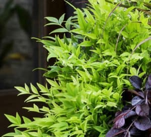 Close-up picture of bright and dark green foliage of Lemon-Lime Nandina