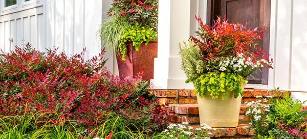Back entryway stoop of red brick and white columns set with containers of Obsession Nandina and Sedium and bordered with Carex and Nandina
