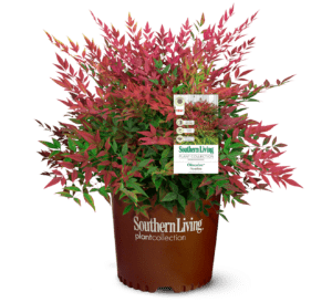 Obsession Nandina 3 gallon in brown plastic Southern Living plant Collection pot