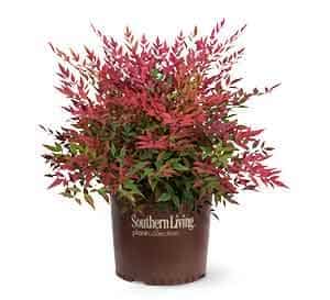 Obsession Nandina 3 gallon in brown plastic Southern Living plant Collection pot