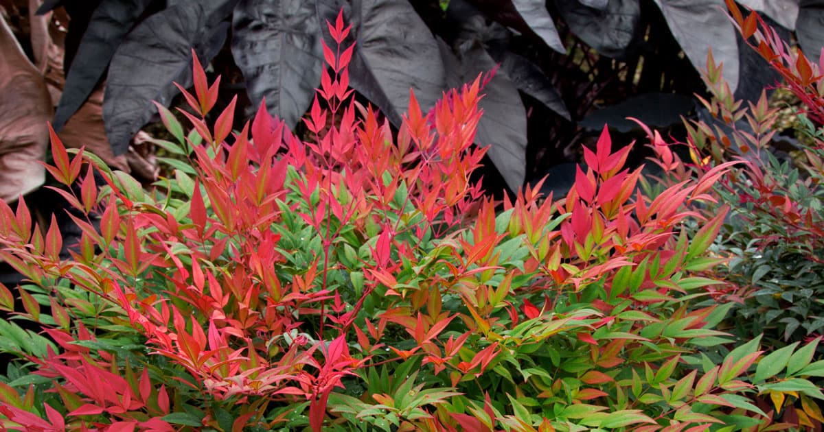 Firey red tipped Obsession Nandina foliage changes to green at the base sits before the dark chocolate foliage of Black Ripple Colocasia