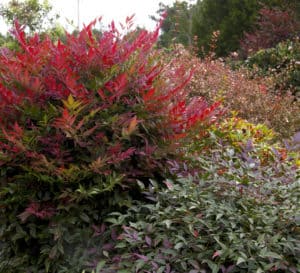 Obsession Nandina and Flirt Nandina shrubs in a garden bed