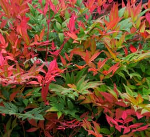 Red and green layered foliage of Obsession Nandina