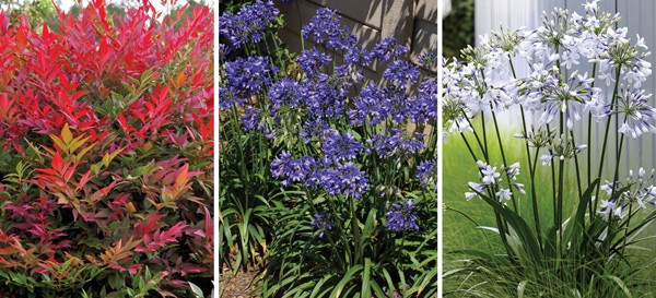 Collage featuring Ever Sapphire Agapanthus in the middle.