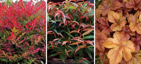 College from left to right of Obsession Nandina, Burning Love Leucothoe, and Buttered Rum Heucherella
